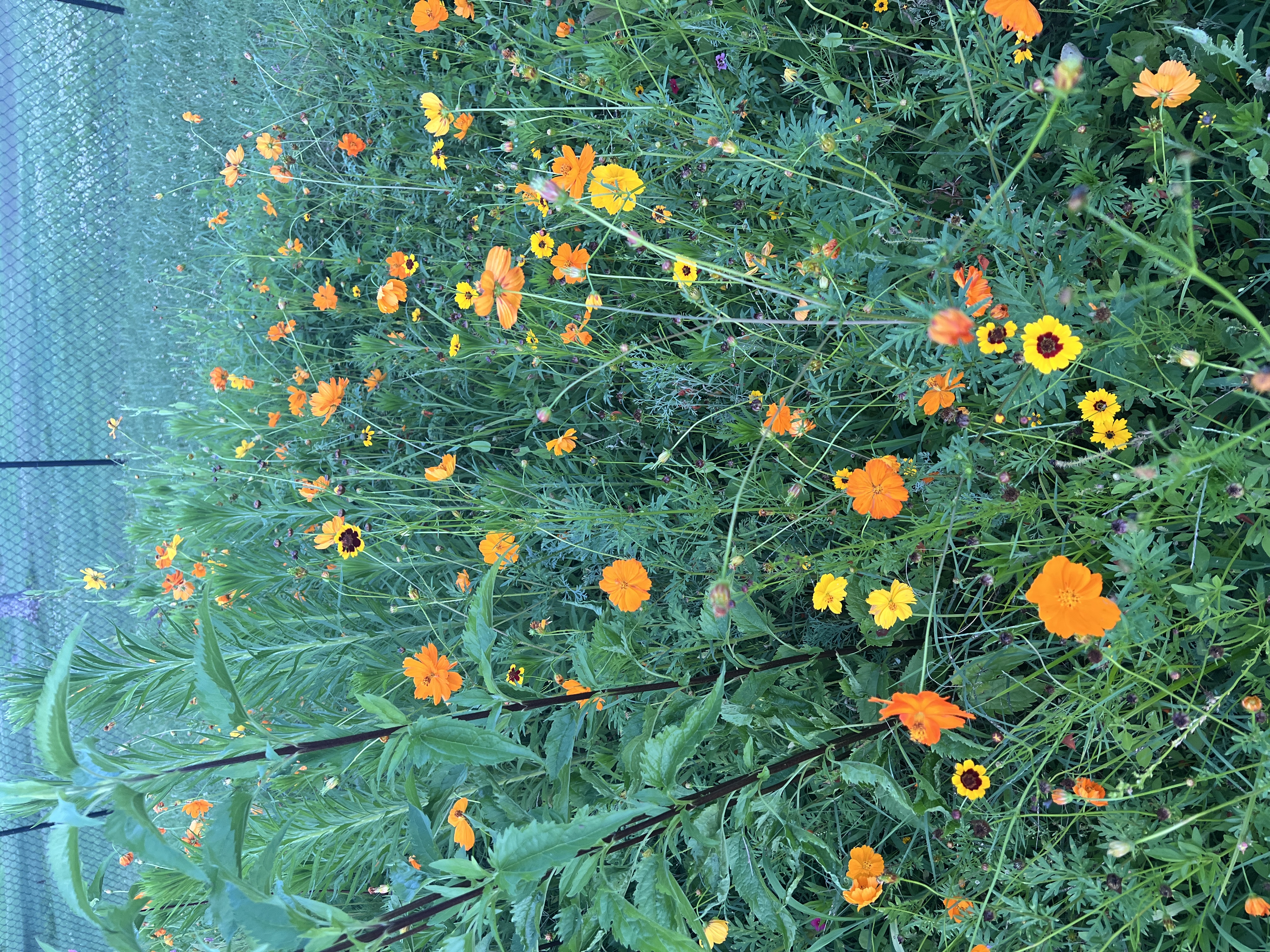 Orange and yellow flowers growing in the Zuzzkin's garden